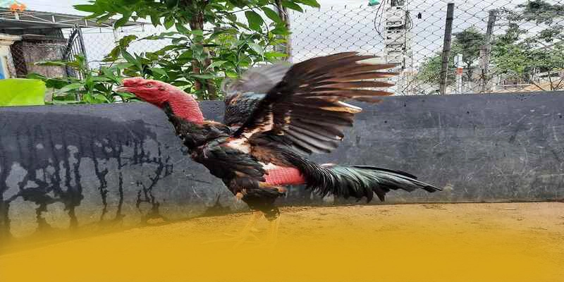 FB88 - Cổng giải trí tốc độ cao hiện nay